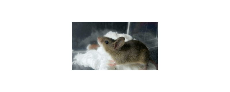 ネズミの気配 まずは ネズミの種類と特徴を正しく理解しましょう Evasi